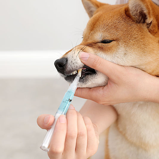 Pet Teeth Cleaning Pen Kit